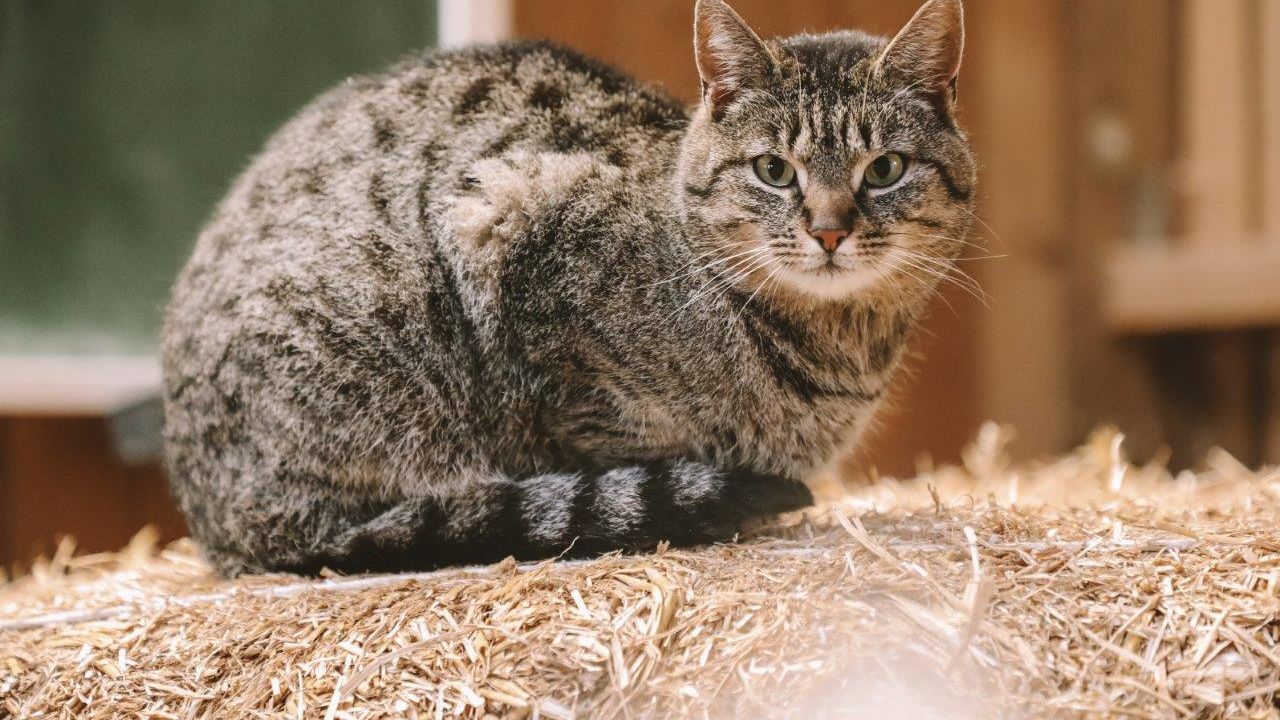 Birkenhof, Katze Pünktchen Birkenhof, Katze Pünktchen